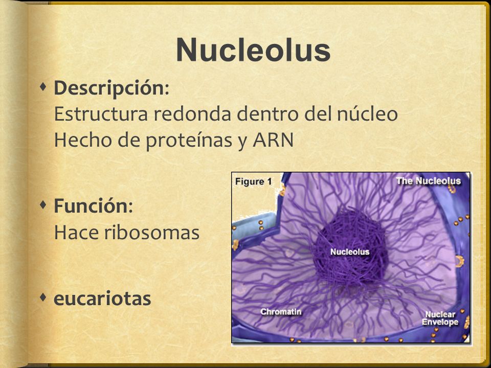 Nucleolus Descripción: Estructura redonda dentro del núcleo Hecho de proteínas y ARN. Función: Hace ribosomas.