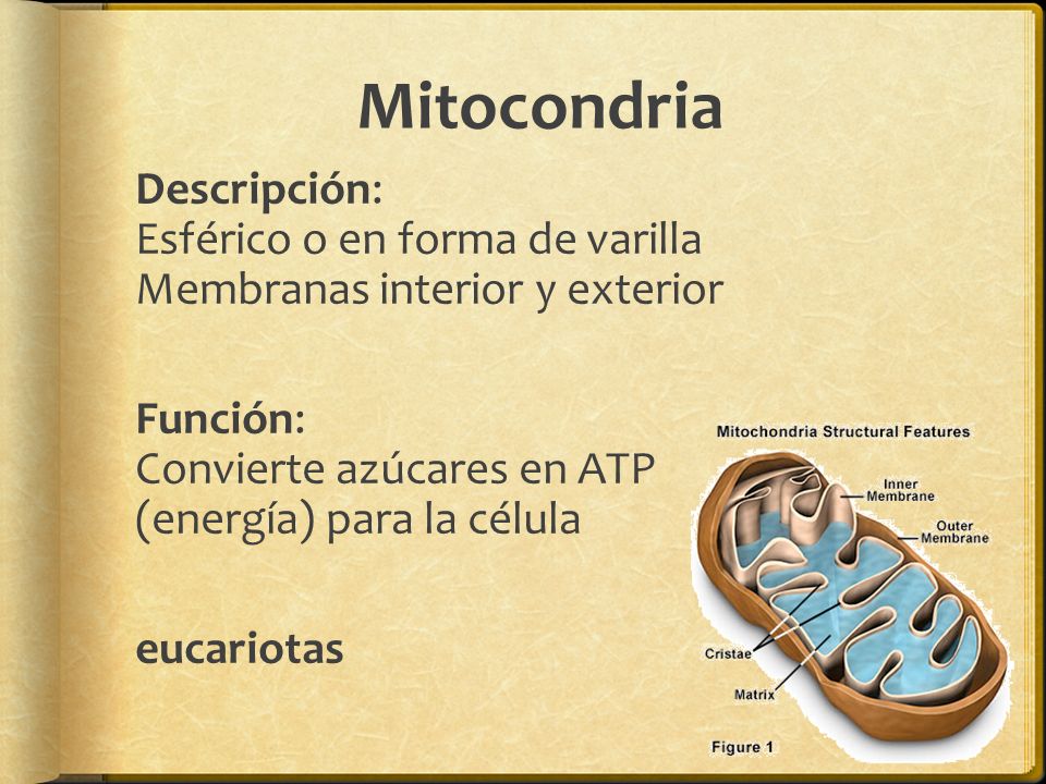 Mitocondria Descripción: Esférico o en forma de varilla Membranas interior y exterior.