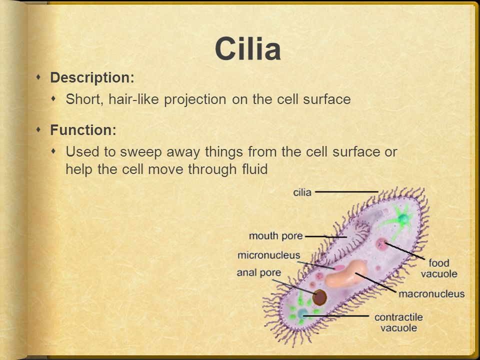 Cilia Description: Short, hair-like projection on the cell surface