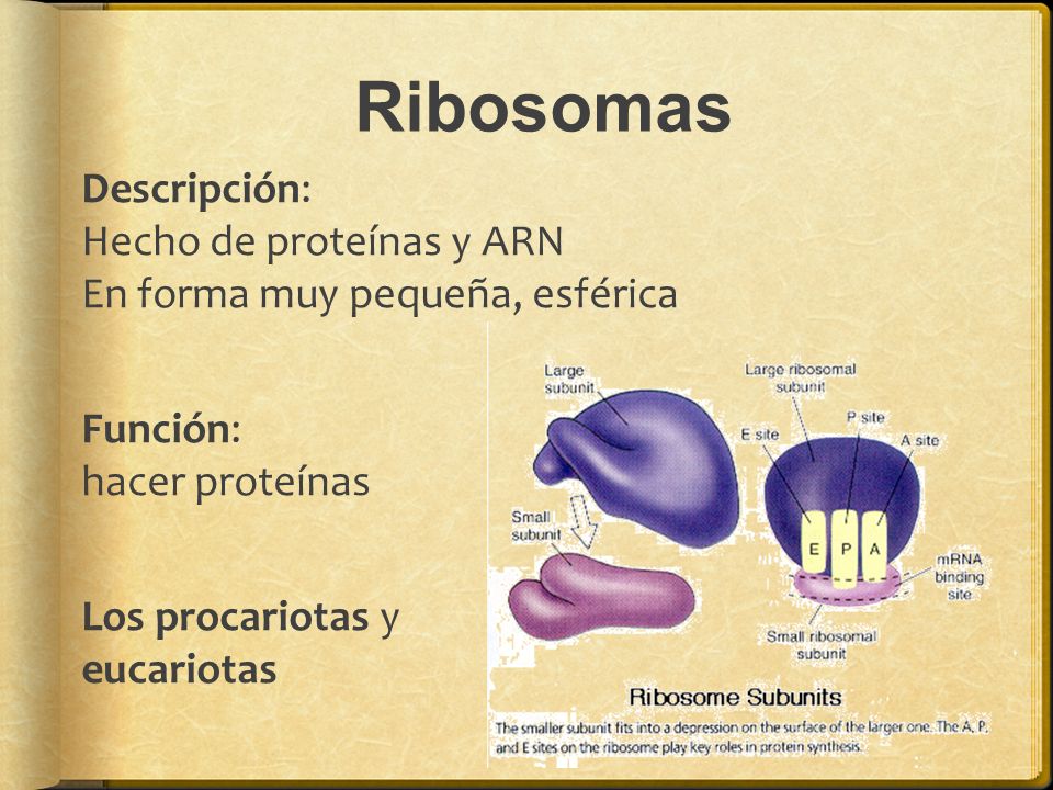 Ribosomas Descripción: Hecho de proteínas y ARN En forma muy pequeña, esférica. Función: hacer proteínas.