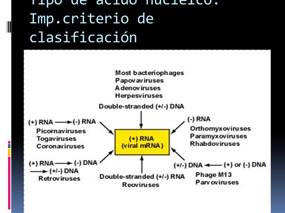 Tipo de ácido nucleíco: Imp.criterio de clasificación