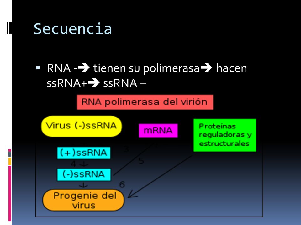 Secuencia RNA - tienen su polimerasa hacen ssRNA+ ssRNA –