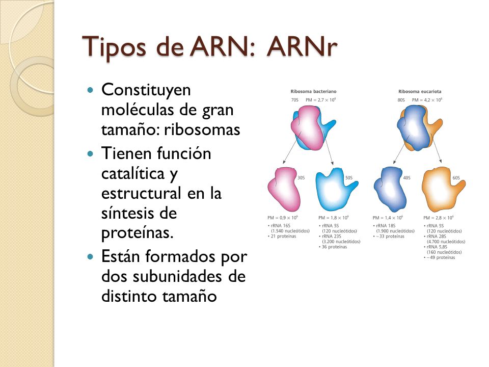 Tipos de ARN: ARNr Constituyen moléculas de gran tamaño: ribosomas