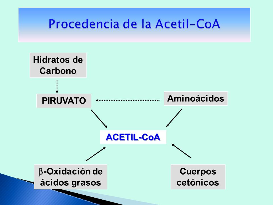 Procedencia de la Acetil-CoA