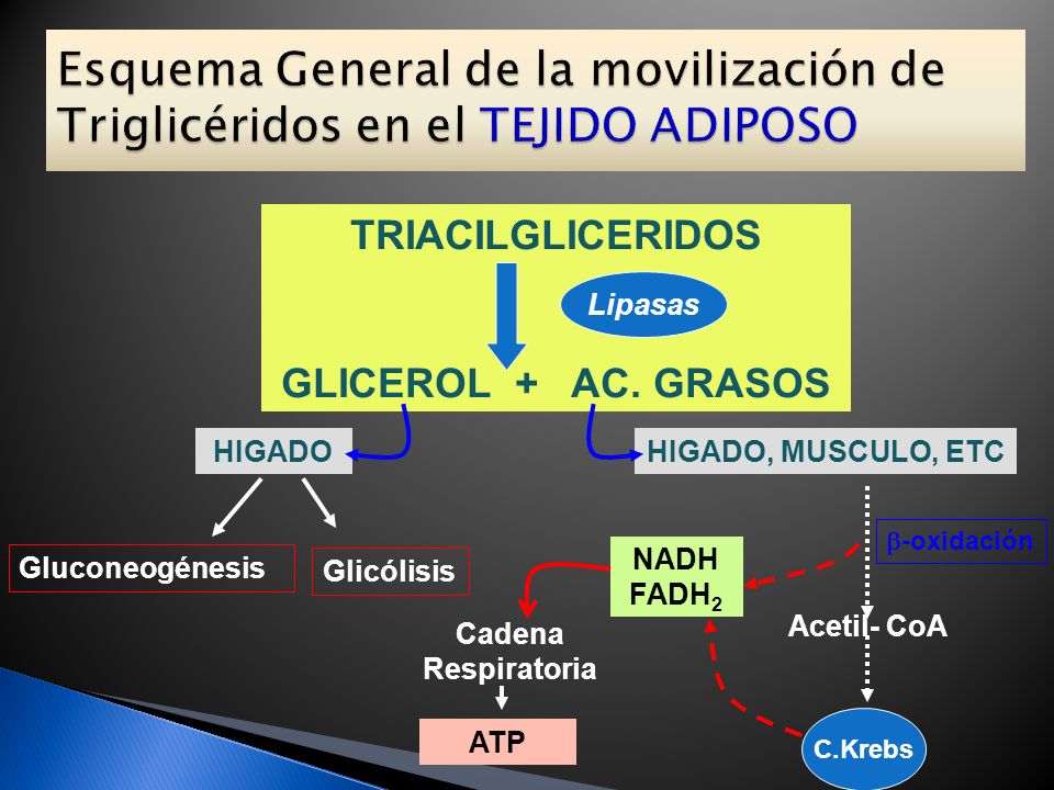 Esquema General de la movilización de Triglicéridos en el TEJIDO ADIPOSO