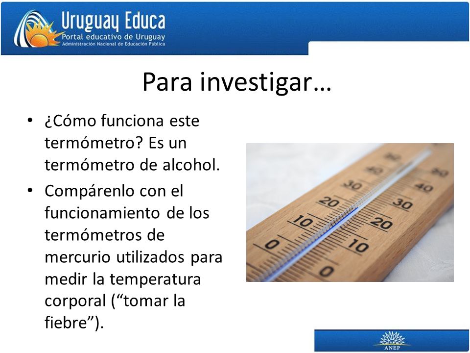 Para investigar… ¿Cómo funciona este termómetro Es un termómetro de alcohol.