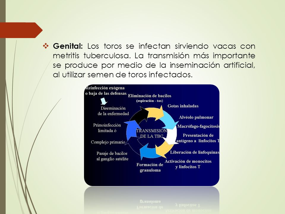 Genital: Los toros se infectan sirviendo vacas con metritis tuberculosa.