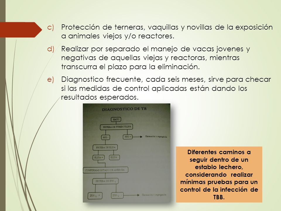 Protección de terneras, vaquillas y novillas de la exposición a animales viejos y/o reactores.