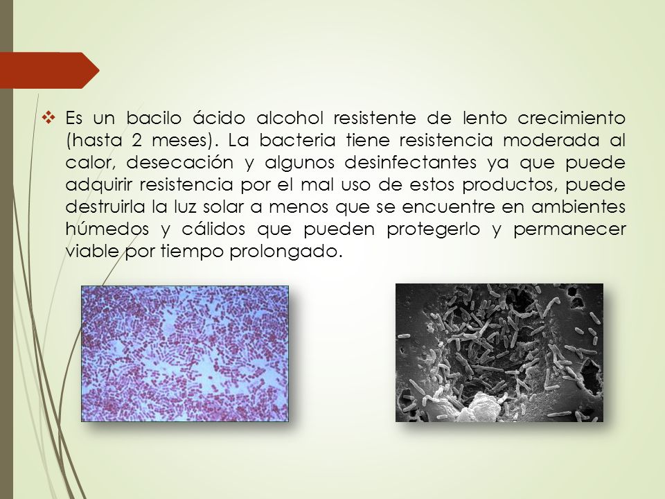 Es un bacilo ácido alcohol resistente de lento crecimiento (hasta 2 meses).