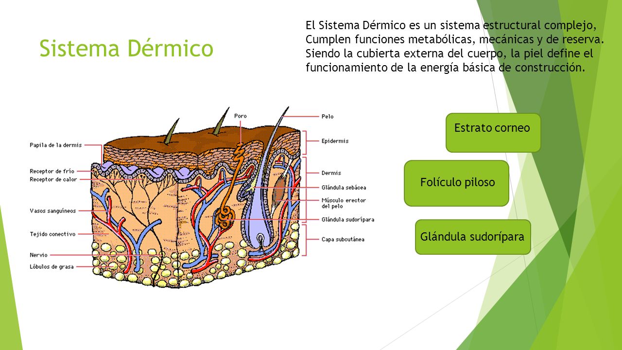 El Sistema Dérmico es un sistema estructural complejo, Cumplen funciones metabólicas, mecánicas y de reserva.