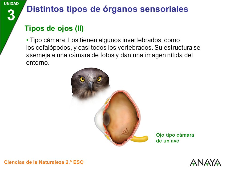 Distintos tipos de órganos sensoriales