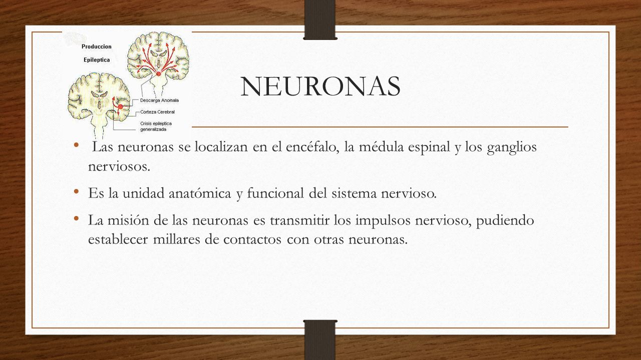 NEURONAS Las neuronas se localizan en el encéfalo, la médula espinal y los ganglios nerviosos.