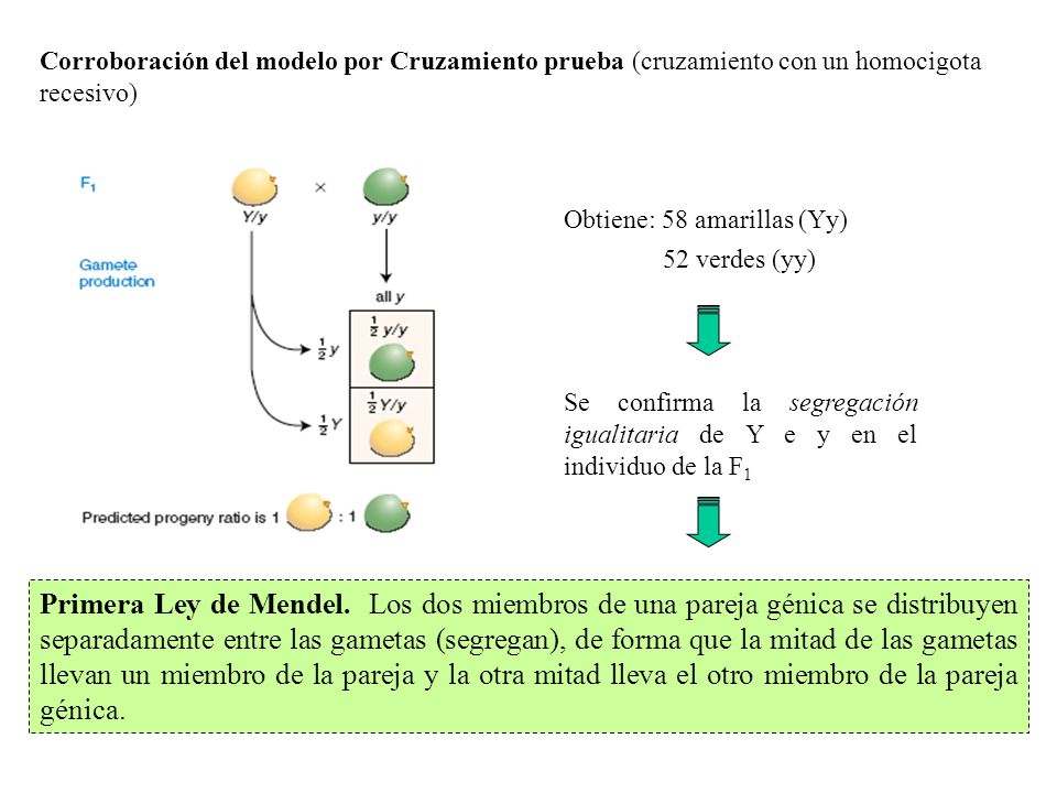 Corroboración del modelo por Cruzamiento prueba (cruzamiento con un homocigota recesivo)