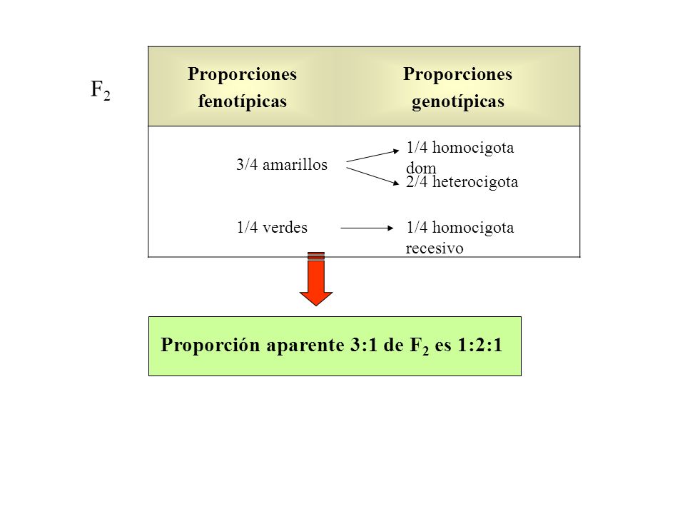F2 Proporción aparente 3:1 de F2 es 1:2:1 Proporciones fenotípicas