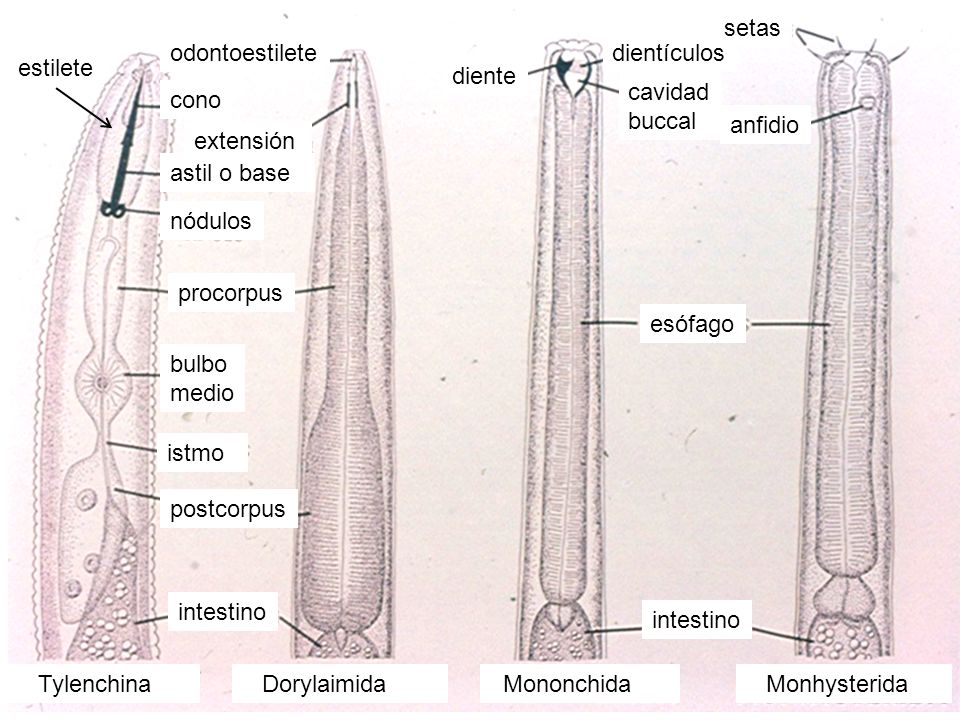 Tylenchina Dorylaimida. Mononchida. Monhysterida. cono. astil o base. nódulos. procorpus. bulbo.