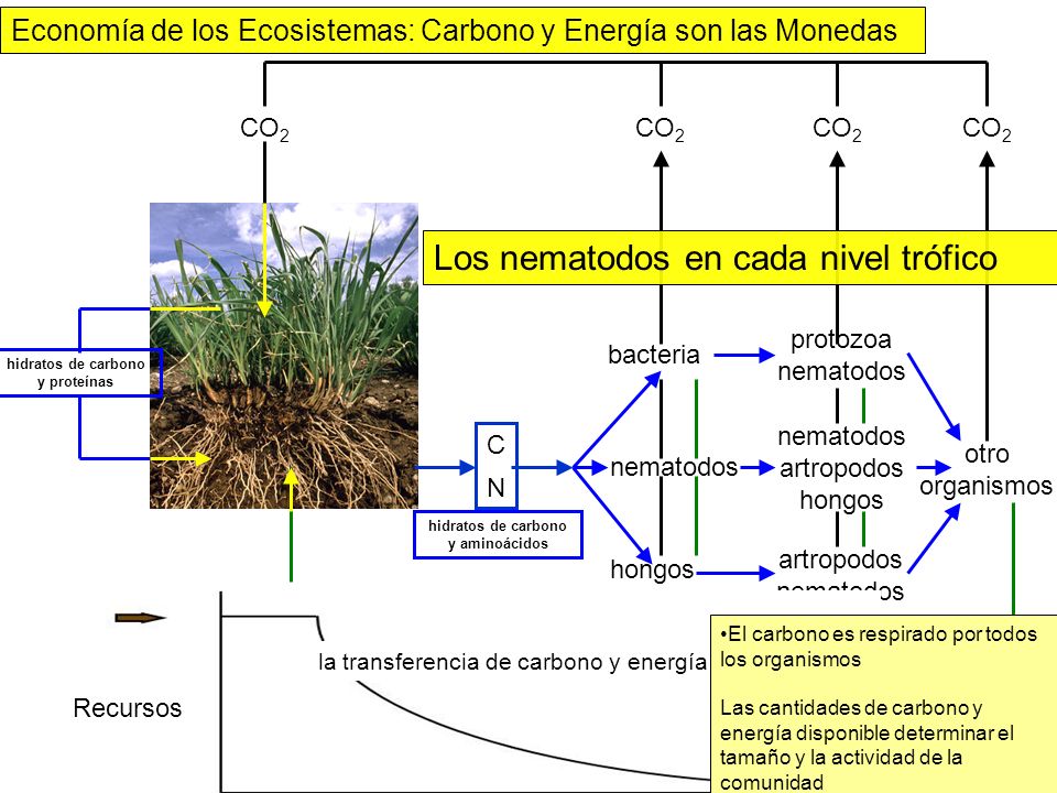 hidratos de carbono y proteínas