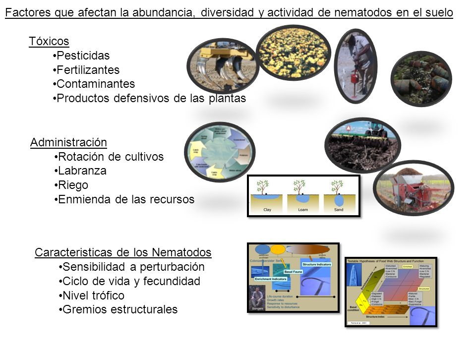 Factores que afectan la abundancia, diversidad y actividad de nematodos en el suelo