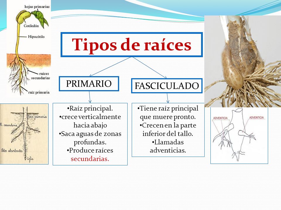Tipos de raíces PRIMARIO FASCICULADO Raíz principal.