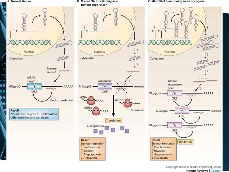 a | In normal tissues, proper microRNA (miRNA) transcription, processing and binding to complementary sequences on the target mRNA results in the repression of target-gene expression through a block in protein translation or altered mRNA stability (not shown).