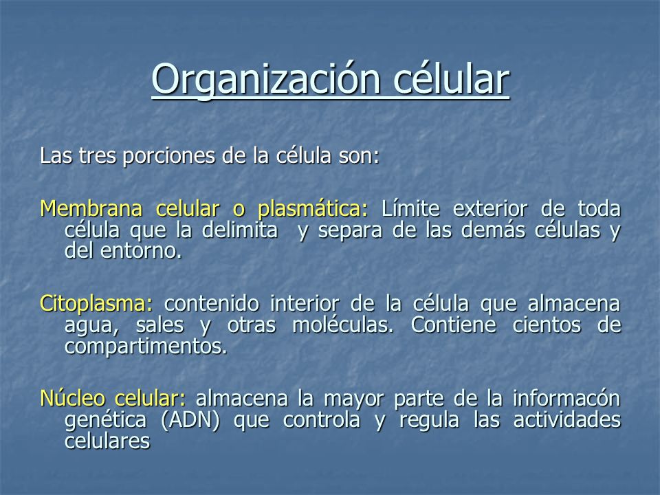 Organización célular Las tres porciones de la célula son: