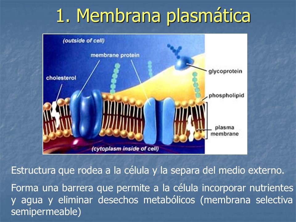 1. Membrana plasmática Estructura que rodea a la célula y la separa del medio externo.