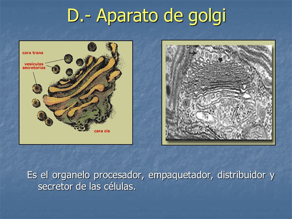 D.- Aparato de golgi Es el organelo procesador, empaquetador, distribuidor y secretor de las células.