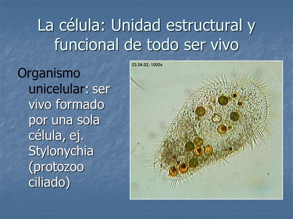 La célula: Unidad estructural y funcional de todo ser vivo
