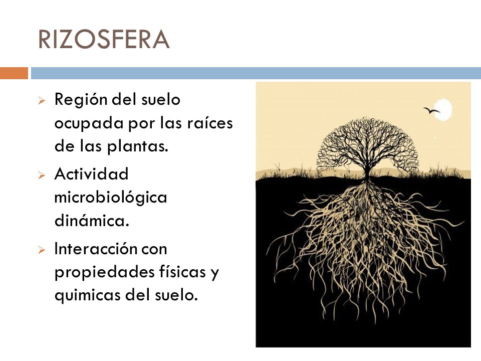 RIZOSFERA Región del suelo ocupada por las raíces de las plantas.