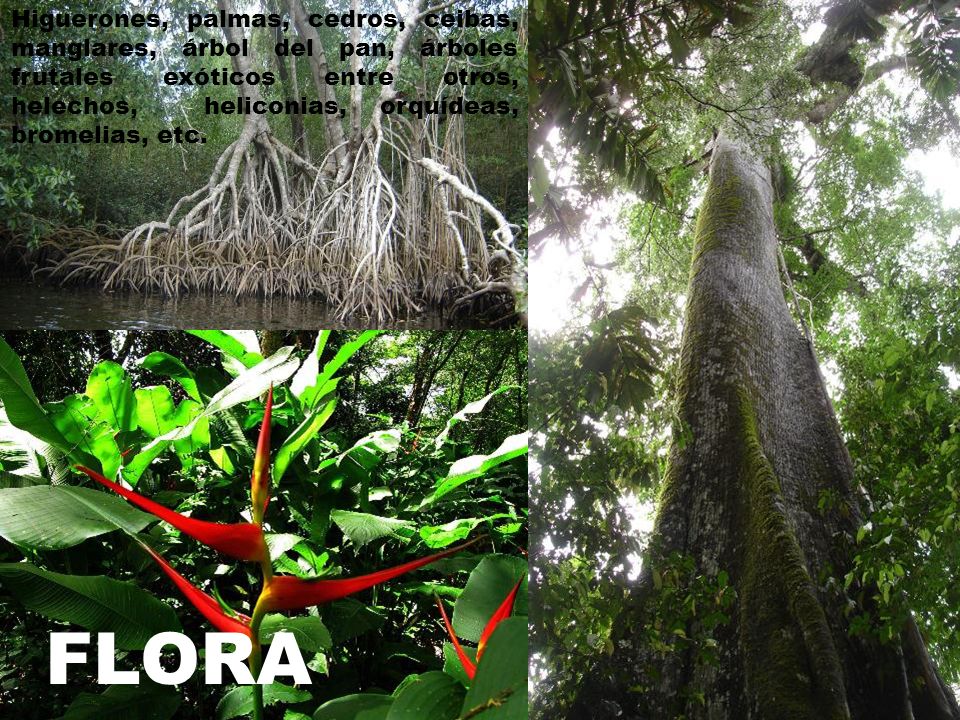 Higuerones, palmas, cedros, ceibas, manglares, árbol del pan, árboles frutales exóticos entre otros, helechos, heliconias, orquídeas, bromelias, etc.