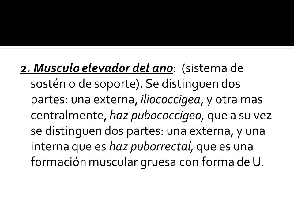 2. Musculo elevador del ano: (sistema de sostén o de soporte)
