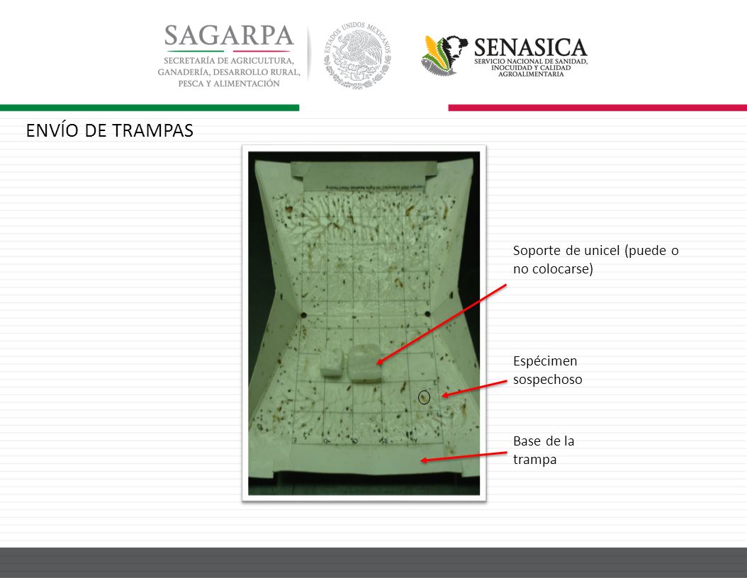 ENVÍO DE TRAMPAS Soporte de unicel (puede o no colocarse)