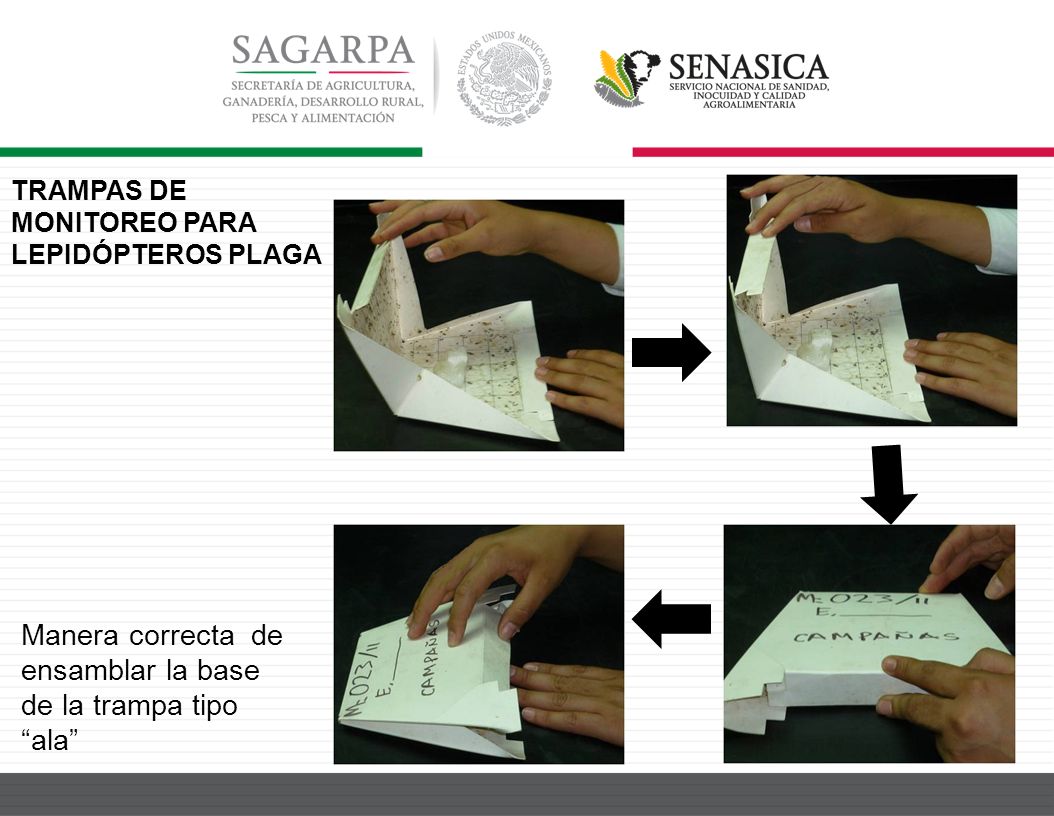 Manera correcta de ensamblar la base de la trampa tipo ala