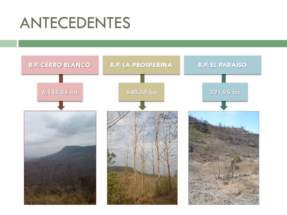 ANTECEDENTES B.P. CERRO BLANCO B.P. LA PROSPERINA B.P. EL PARAÍSO