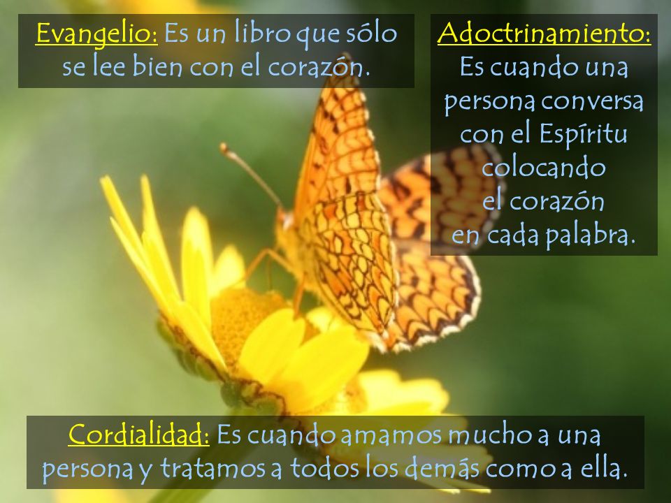 Evangelio: Es un libro que sólo se lee bien con el corazón.