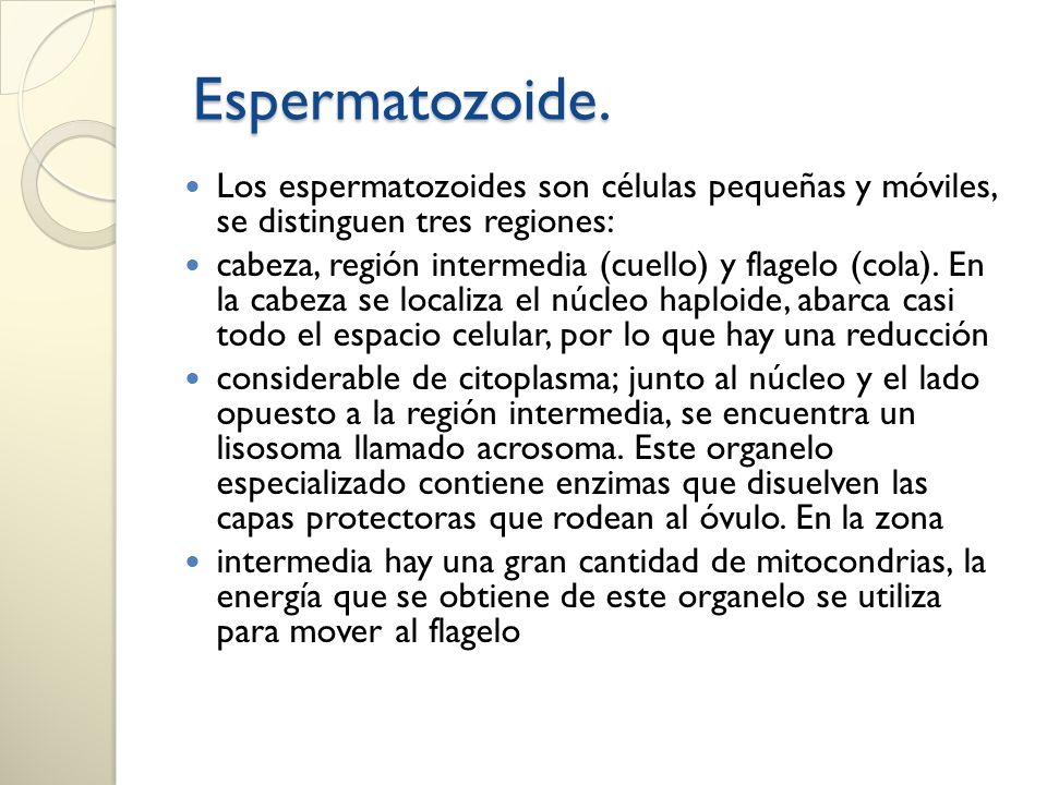 Espermatozoide. Los espermatozoides son células pequeñas y móviles, se distinguen tres regiones: