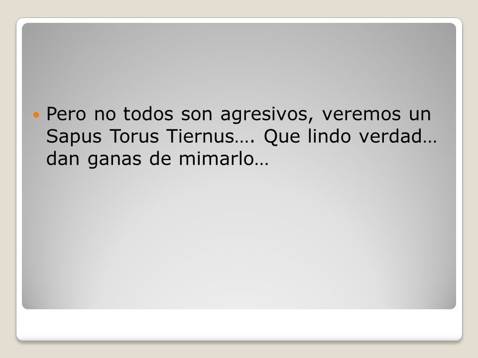 Pero no todos son agresivos, veremos un Sapus Torus Tiernus…