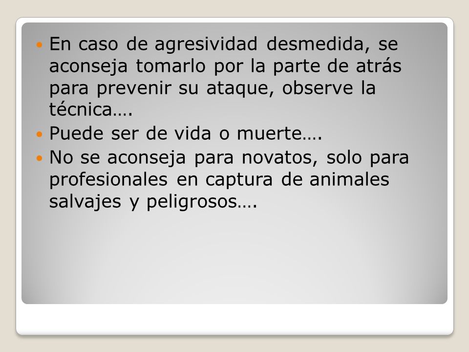 En caso de agresividad desmedida, se aconseja tomarlo por la parte de atrás para prevenir su ataque, observe la técnica….