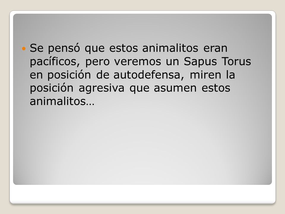 Se pensó que estos animalitos eran pacíficos, pero veremos un Sapus Torus en posición de autodefensa, miren la posición agresiva que asumen estos animalitos…