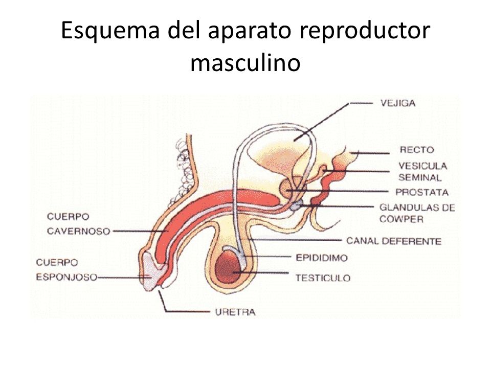 Esquema del aparato reproductor masculino