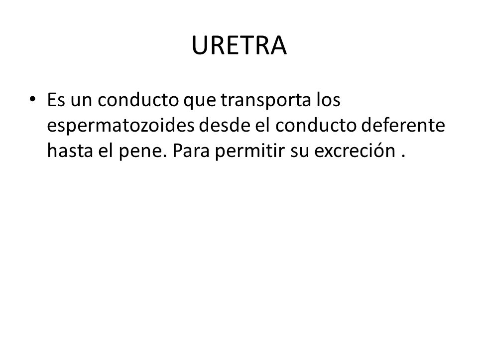 URETRA Es un conducto que transporta los espermatozoides desde el conducto deferente hasta el pene.