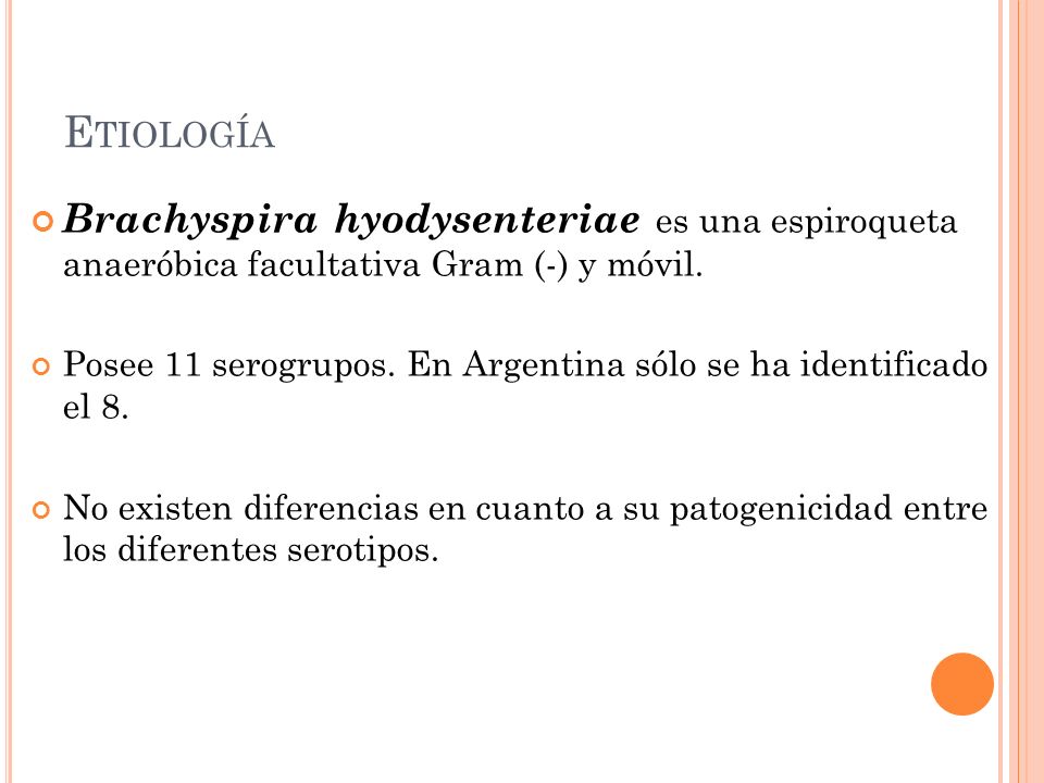 Etiología Brachyspira hyodysenteriae es una espiroqueta anaeróbica facultativa Gram (-) y móvil.