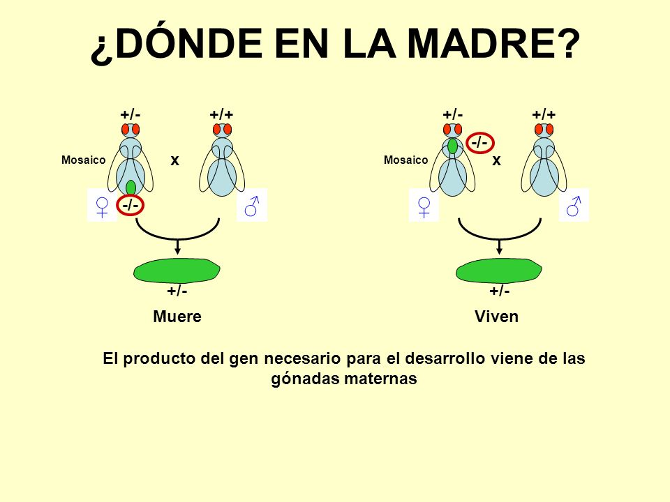 ¿DÓNDE EN LA MADRE ♂ ♀ ♂ ♀ -/- +/- +/+ x Muere -/- +/- +/+ x Viven