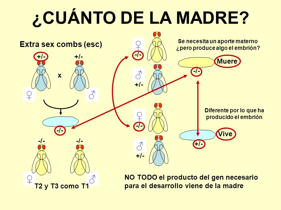 Se necesita un aporte materno ¿pero produce algo el embrión