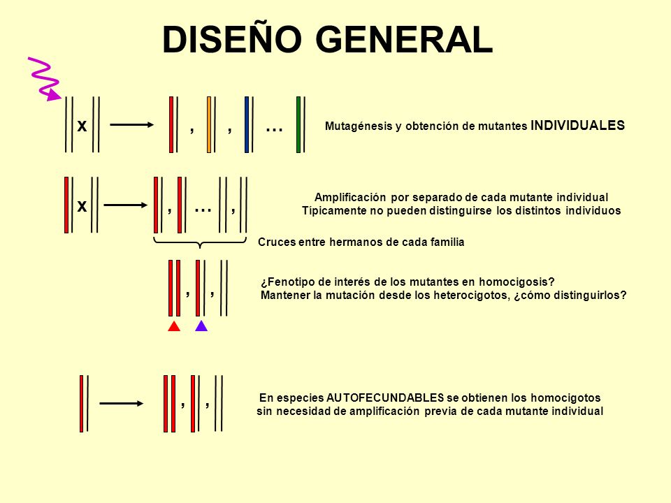 DISEÑO GENERAL , … x. Mutagénesis y obtención de mutantes INDIVIDUALES. x. , … Amplificación por separado de cada mutante individual.