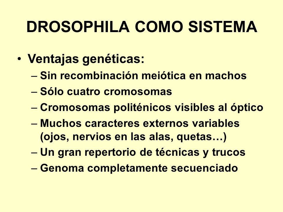 DROSOPHILA COMO SISTEMA