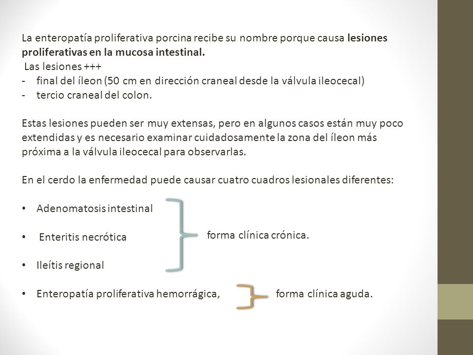 La enteropatía proliferativa porcina recibe su nombre porque causa lesiones proliferativas en la mucosa intestinal.