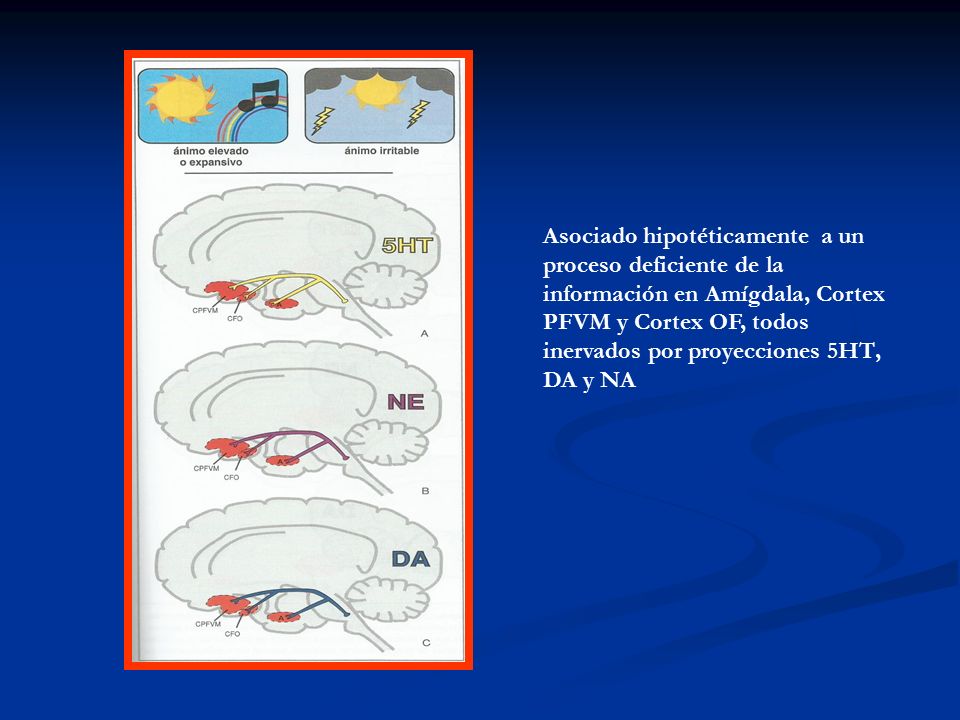 Asociado hipotéticamente a un proceso deficiente de la información en Amígdala, Cortex PFVM y Cortex OF, todos inervados por proyecciones 5HT, DA y NA