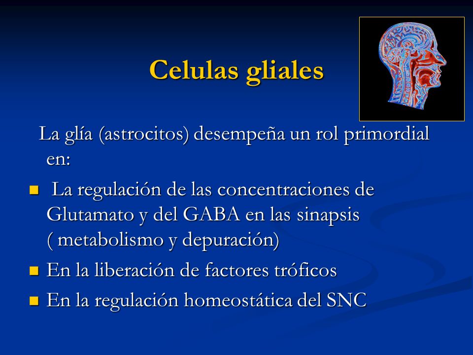 Celulas gliales La glía (astrocitos) desempeña un rol primordial en: