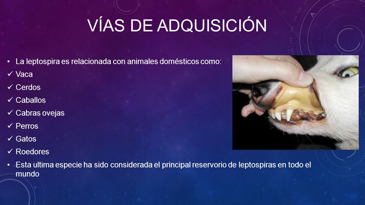 VÍAS DE ADQUISICIÓN La leptospira es relacionada con animales domésticos como: Vaca. Cerdos. Caballos.