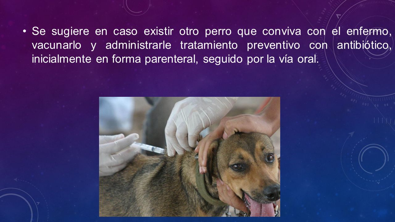 Se sugiere en caso existir otro perro que conviva con el enfermo, vacunarlo y administrarle tratamiento preventivo con antibiótico, inicialmente en forma parenteral, seguido por la vía oral.
